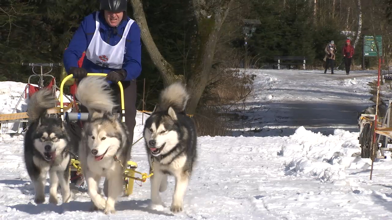 MEgional mit dem Schlittenhunderennen in Bad Einsiedel MEgional mit dem Schlittenhunderennen in Bad Einsiedel